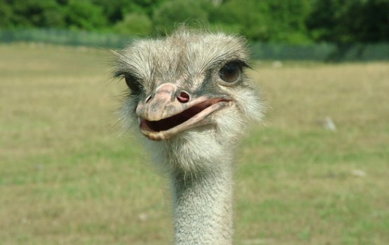 �������-������� ������� � �������� ����� ����������