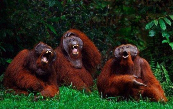 ����������� �������� ���� �������