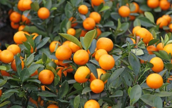 �������� ��������