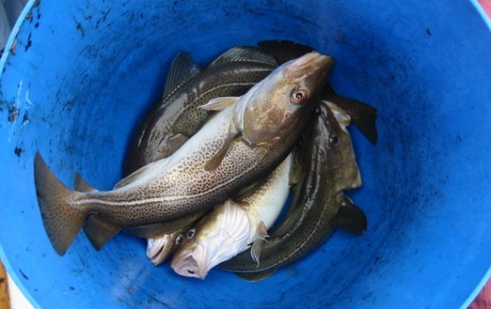 ���������� ������ �������� ��������������