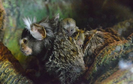 � ����������� ������� �������� �� ���� ������ ������������ ����