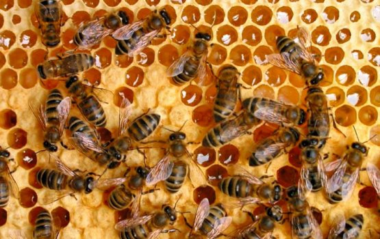 ����� ������ ���  ���, ��� � �����