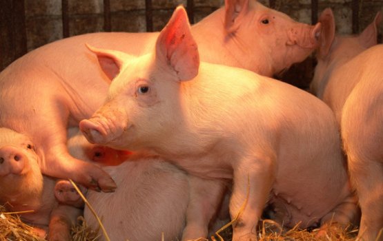 ����������� �������� ���������� � �������� ����������