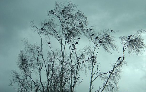 ����� ����� �������� � ��������� �����������