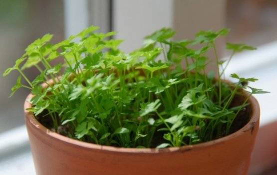 ����� ������ ����� ��������� �� �����?