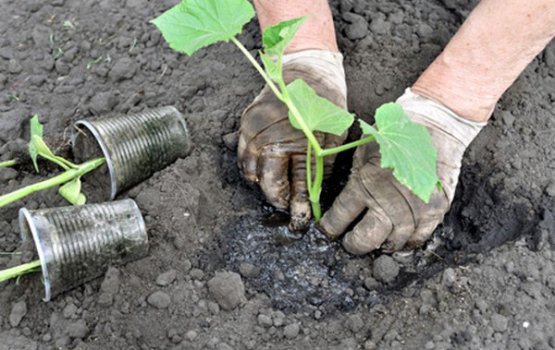 ����� ���������� ������� ���������, ����� � ������� � �������