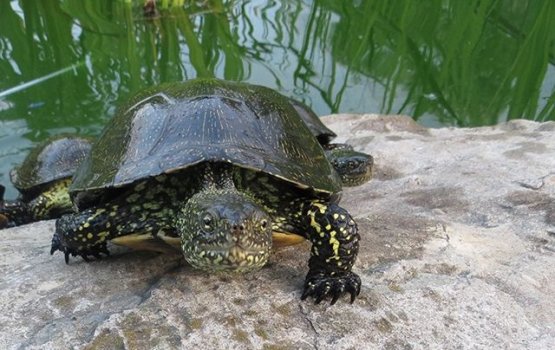 ������ ������������ ������� ������ ������� � ������������