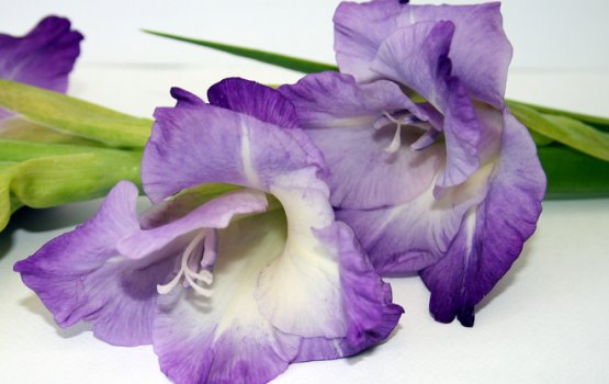 ����� ���������� ����������