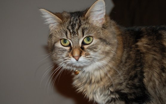 � ��� �� ����� ��������, ���� � ��� ���� ���� �����