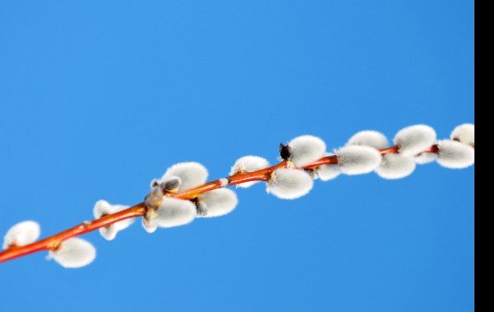 ������������ �������� ������� �����������