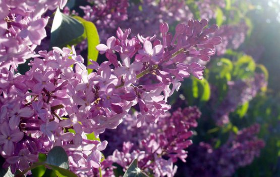 ��������, ����������� � ������ ���������� � ������