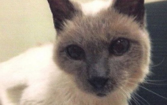 ���� ������� �� ������ �������� ����� ������ � ����