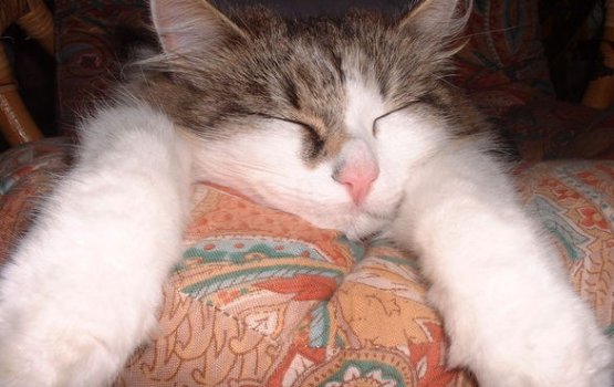 �������� ����, ��� ��� ��� ����� ���