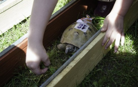 �������� �������� � �������: ���������� �����, ��������� ���� � ����������