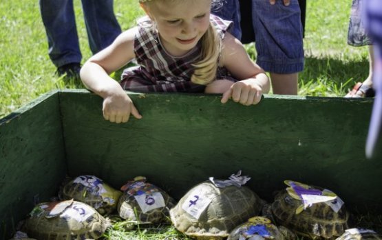 �������� �������� � �������: ���������� �����, ��������� ���� � ����������