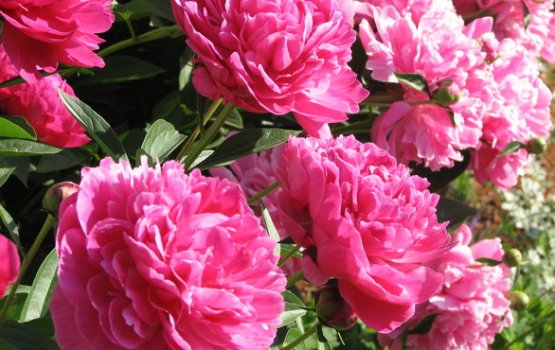 ���������� �����: 11 ������ 