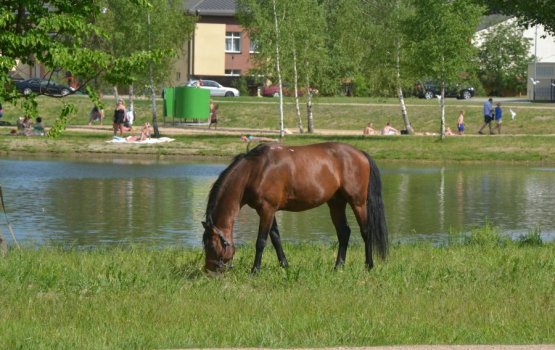 ������ �������� � ������: ������, ���������� � ������� ����������� (����)