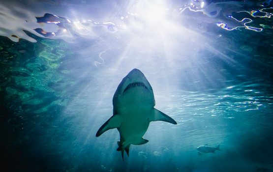 � ��������� 60-������ ������ ������ ����� ��������� �����