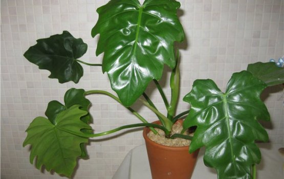 ��������� �������, �� ������� �������� �������� ���������� �������