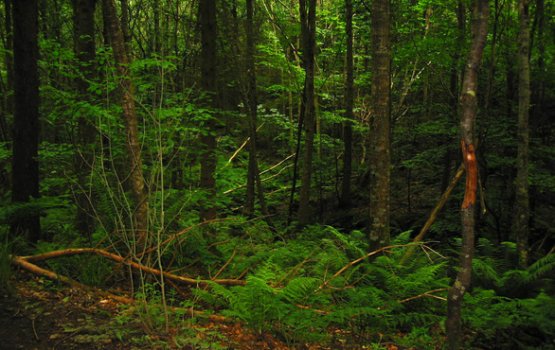 ������� �������� �������