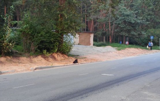 Куда пропал асфальт с автобусной остановки?
