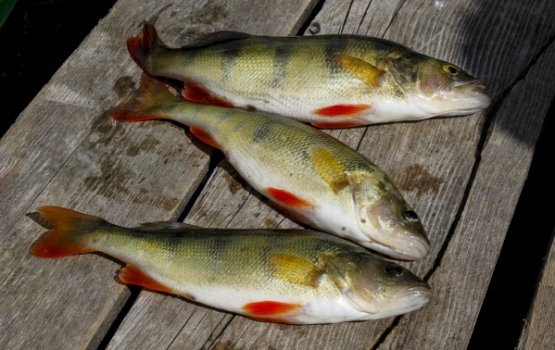 ����� ���� � ������ ��������� ���������� �� 72,8%