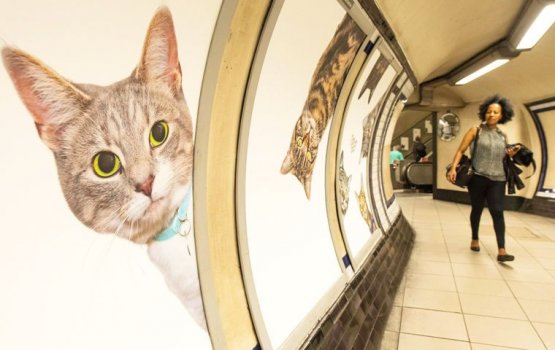 ������ � ���������� ����� �������� ��������� �������