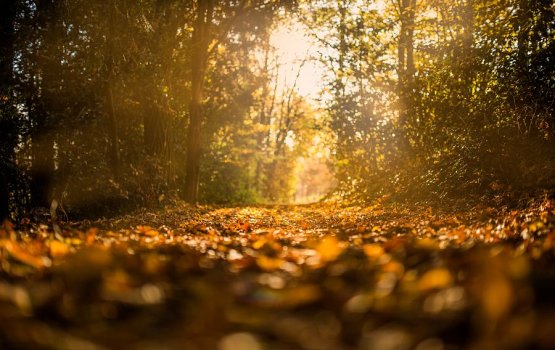 �������� ����� ����