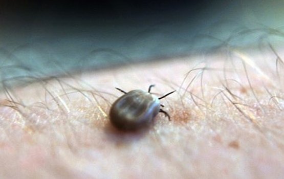 ������ �����������: ������ ����� �������� �����