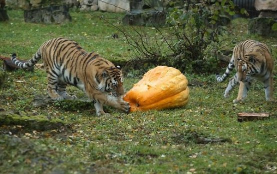 ����� ������� ����� � ������ ����� 404 ��