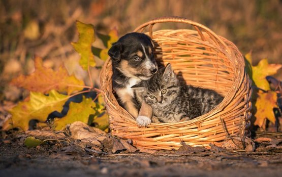 �������� �� ������ ������������� � ����������