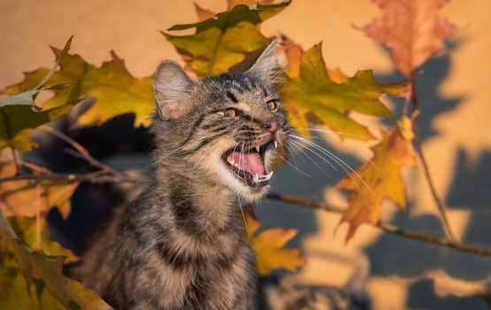 �������� �� ������ ������������� � ����������