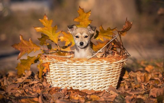 �������� �� ������ ������������� � ����������