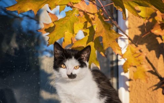 �������� �� ������ ������������� � ����������