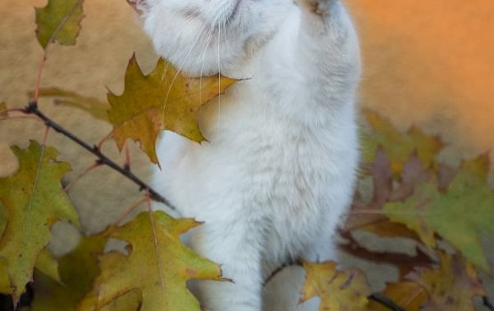 �������� �� ������ ������������� � ����������