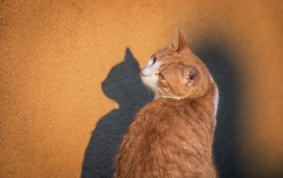 �������� �� ������ ������������� � ����������