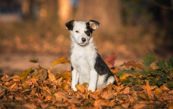 �������� �� ������ ������������� � ����������