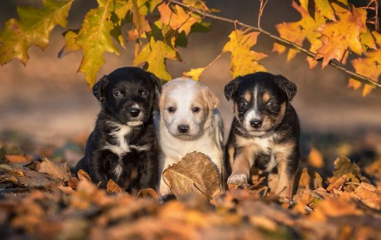 �������� �� ������ ������������� � ����������