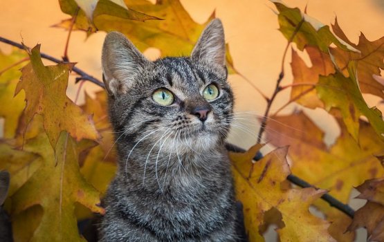 �������� �� ������ ������������� � ����������