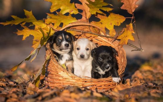 �������� �� ������ ������������� � ����������