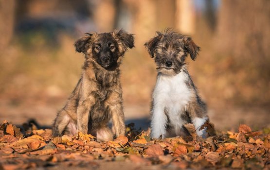 �������� �� ������ ������������� � ����������