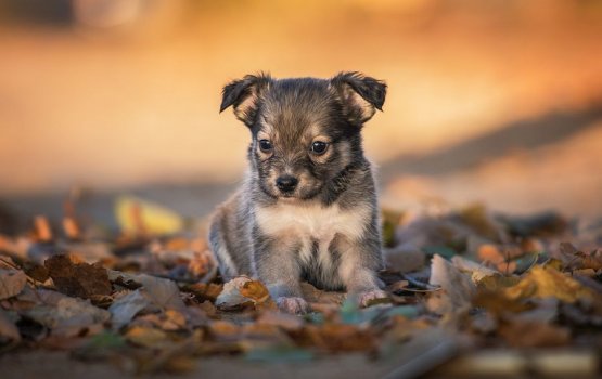 �������� �� ������ ������������� � ����������