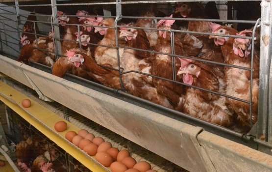 ������� �� ������ ������