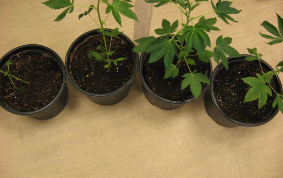 ������ ����������, � ���� �������������� ��������