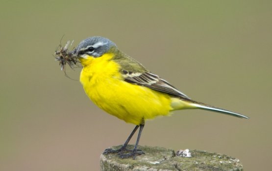 ���������� ������: ������ 2017 ���� ����� ������ ����������