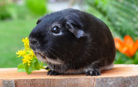 ��������� � �������� ������� ������ ��������� �������