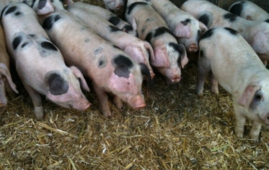 � ������ ��������� ����� 230 ����� ������