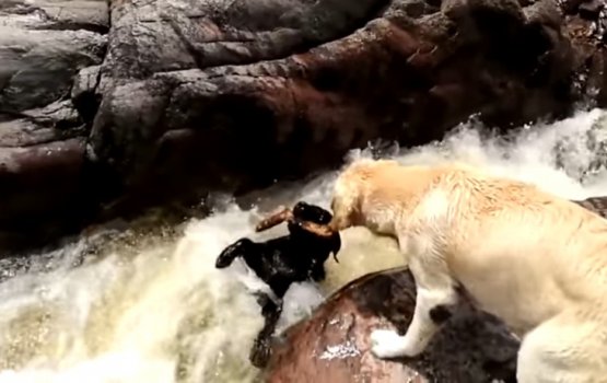 ������ ������ �������� � �������� ���� ���