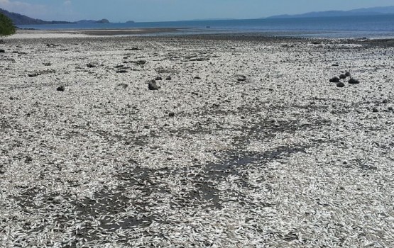 ����� �����-���� ������ ������ �����