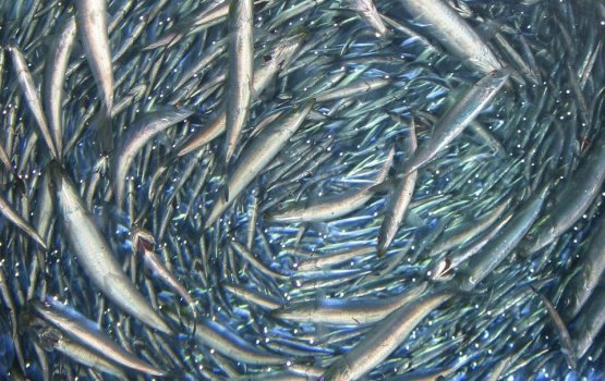 � ������� ������ �������� 14 ��������� �������